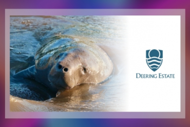 Manatee Appreciation Day Presented by Deering Estate